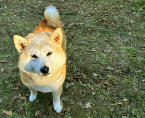 散歩中にひと休みする柴犬