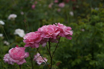 quantum valentine roses on different scales and macro photography