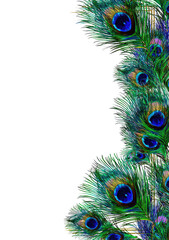Fototapeta premium Peacock feather border against black