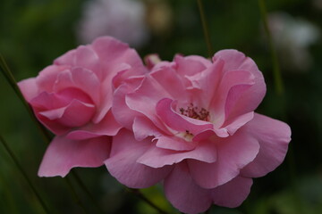 quantum valentine roses on different scales and macro photography