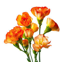 Obraz premium Close-up of vibrant orange-yellow carnations