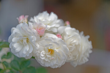bouquet of white roses
