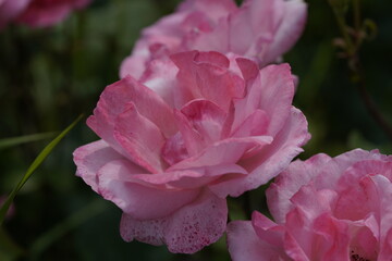 quantum valentine roses on different scales and macro photography