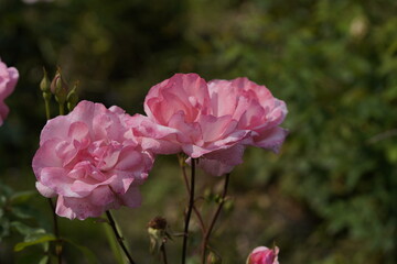 Fototapeta premium quantum valentine roses on different scales and macro photography