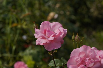 Obraz premium quantum valentine roses on different scales and macro photography