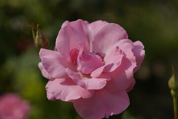 Fototapeta premium quantum valentine roses on different scales and macro photography