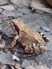 frog on the ground