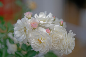 bouquet of white roses