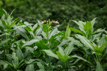 Pale pink tubular wildflowers bloom atop tall green leafy plants in a dense, green environment...