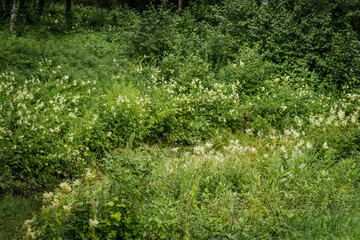A lush meadow filled with tall green plants, white meadowsweet flowers, and scattered pink...