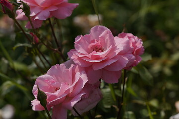 Obraz premium quantum valentine roses on different scales and macro photography