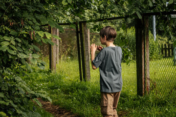 A little boy stands by a wire fence surrounded by overgrown grass and leafy branches, peering...