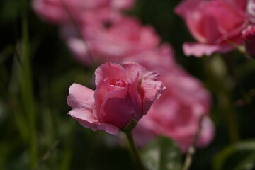 quantum valentine roses on different scales and macro photography