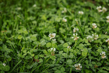 A close-up of white clover flowers blooming among lush green clover leaves and dewy blades of grass in a natural earth environment.
