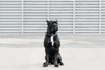black Cane Corso sitting on asphalt road in city park, large dog, italian breed of mastiff, guard...