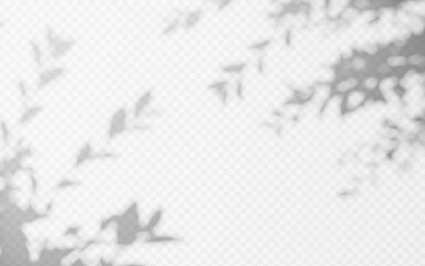 Obraz premium Abstract shadow overlay from foliage tree branch on a transparent background.