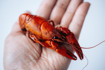 A freshly cooked red lobster is cradled in a human hand, showcasing its glossy shell and vibrant...