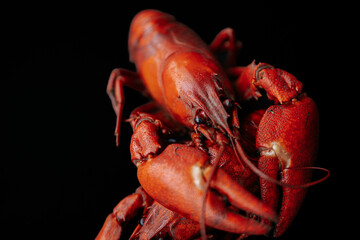 A detailed close-up of a bright red cooked lobster, highlighting its claws and textured shell against a black background.