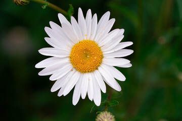 Daisies, resembling little suns, brighten the fields with their cheerful simplicity. These modest...