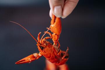 Close-up of a hand holding a small fried red lobster, with more lobsters blurred in the background. The dark surface provides ample space for text.