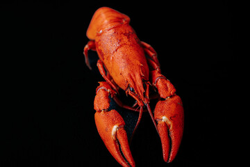 A detailed close-up of a bright red cooked lobster, highlighting its claws and textured shell against a black background.