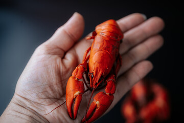  A small cooked red lobster is placed in an open human hand, showcasing its size and texture against a dark blurred background with copy space.