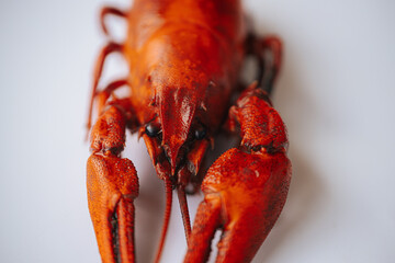 A vivid red boiled crawfish lies on a clean white surface with ample copy space on the left side.