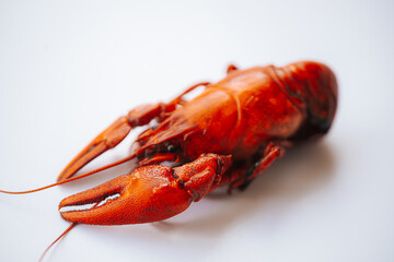 A vivid red boiled crawfish lies on a clean white surface with ample copy space on the left side.