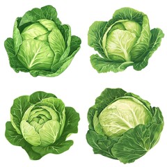 Fototapeta premium Cabbage in a vector style, isolated white background