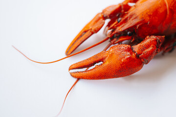 A vivid red boiled crawfish lies on a clean white surface with ample copy space on the left side.