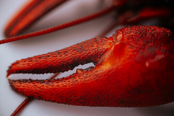 An extreme close-up of a bright red boiled crab claw showing detailed texture and moisture against a white background.