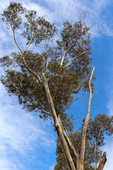eucalyptus tree against blue sky