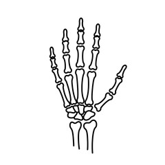 Anatomical illustration of human hand skeleton in outline view  