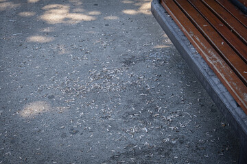 Husks from sunflower seeds on public park. environmental pollution.