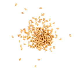 Wheat grains scattered in random layout, isolated cereal seeds