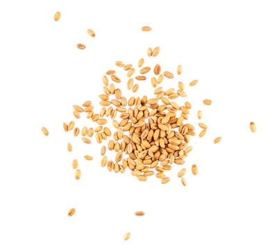 Wheat grains scattered in random layout, isolated cereal seeds