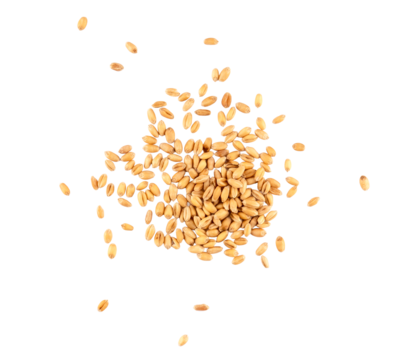Wheat grains scattered in random layout, isolated cereal seeds