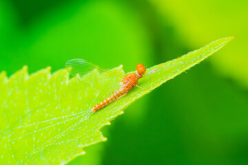 Obraz premium 透明な羽が綺麗なアカマダラカゲロウ 