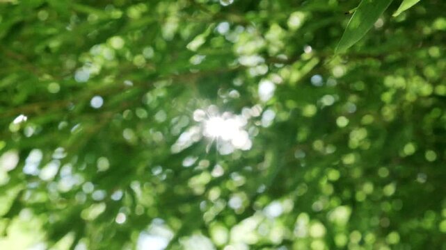 夏・初夏　風に揺れる太陽の光を浴びて木漏れ日を透かしキラキラ輝く竹林の竹笹の葉のスローモーション　美しい日本の庭園・自然の季節の背景　アウトドア・七夕・旅行・観光の風景