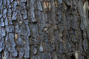 Detailed texture of tree bark with natural color, cracks, and wood grain. High resolution, seamless...