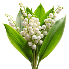Lily of the valley isolated on transparent background full depth of field delicate spring flower