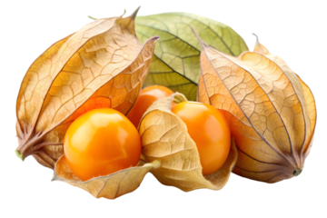 Cape gooseberry physalis isolated on transparent background full depth of field fresh fruit