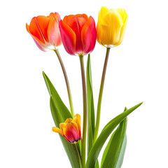 Obraz premium Vibrant tulips in various shades