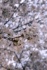 Macro shot of cherry blossoms in full bloom