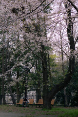Cherry blossoms in full bloom in a Tokyo park