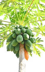 Green ,yellow Papaya fruit on papaya tree in farm. green papaya on tree on transparent.