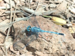 A beautiful blue color dragonfly  resting on stone