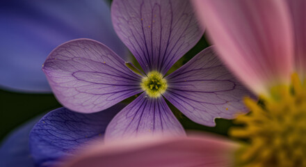 Fototapeta premium A delicate macro shot of a purple four-petaled flower with intricate veins, blooming in a colorful garden greenspace, an essential and beautiful pollinator habitat.