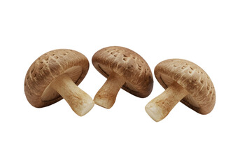 Shiitake mushrooms on a transparent background