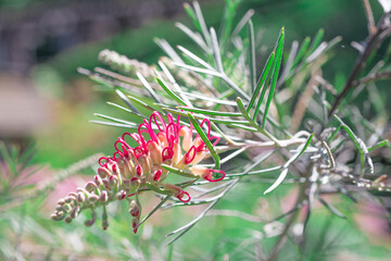 Grevillea Flower (Spirit Of Anzac) with long curved bright red stamens emerging from white and green buds and calyces that contrast nicely against the foliage.
